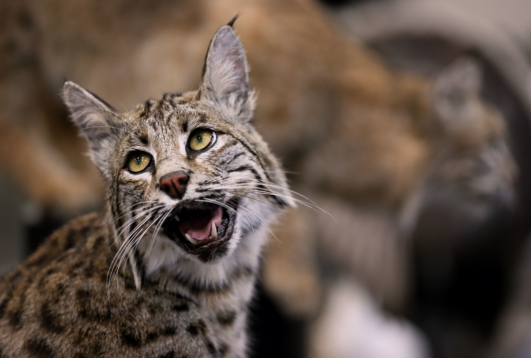 2019 World Taxidermy & Fish Carving Championships in Springfield, Mo.